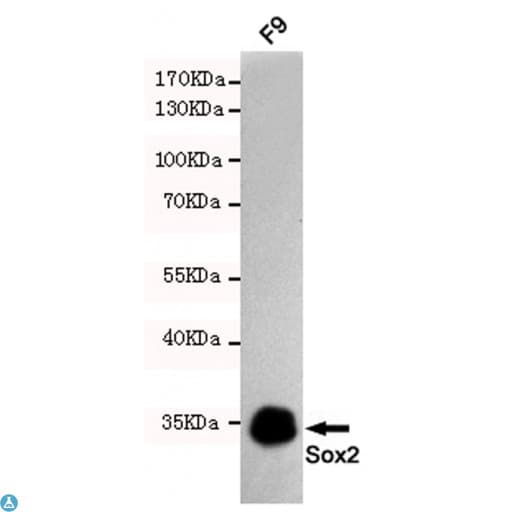 Monoclonal Mouse anti-Human SOX2 Antibody (WB)