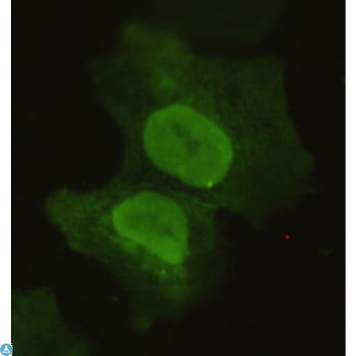 Monoclonal Mouse anti-Human SOX2 Antibody (WB)
