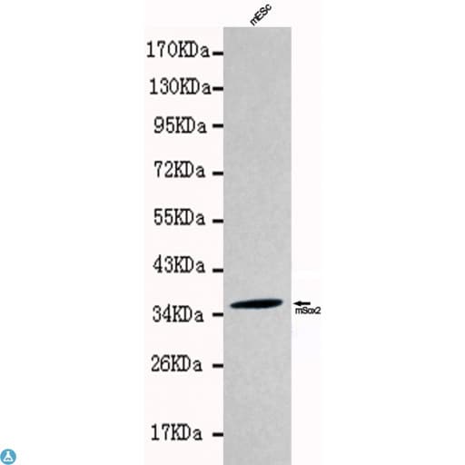 Monoclonal Mouse anti-Human SOX2 Antibody (WB)