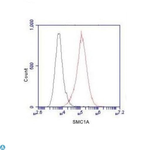 Monoclonal Mouse anti-Human SMC1A / SMC1 Antibody (WB)