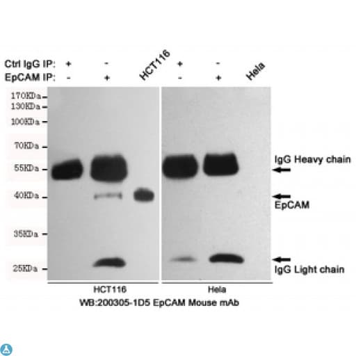EPCAM Antibody