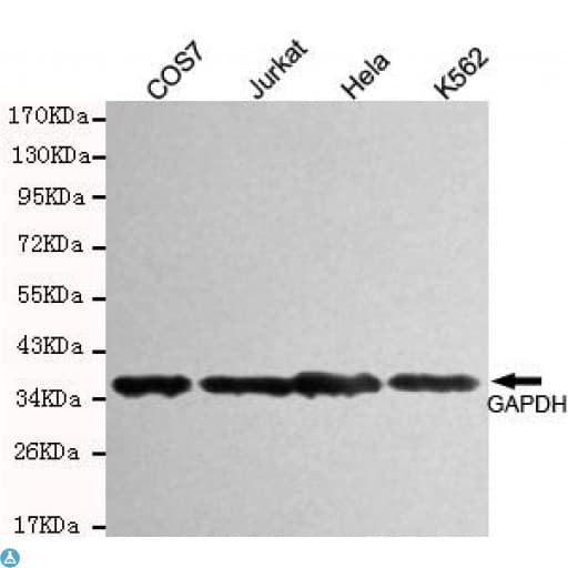 Monoclonal Mouse anti-Human GAPDH Antibody (WB)