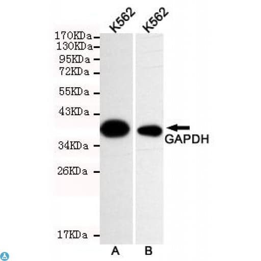 Monoclonal Mouse anti-Human GAPDH Antibody (WB)