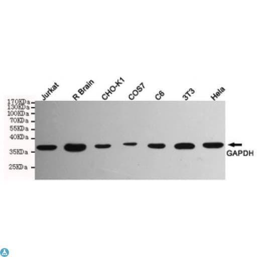 GAPDH Antibody