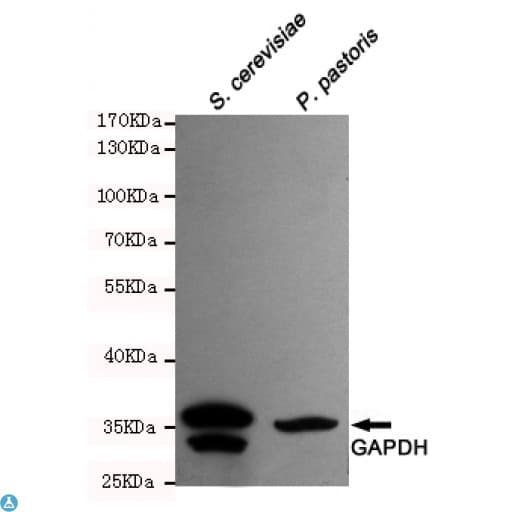 GAPDH Antibody