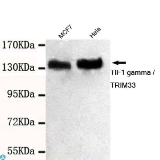 Monoclonal Mouse anti-Human TRIM33 / TIF1-Gamma Antibody (WB)