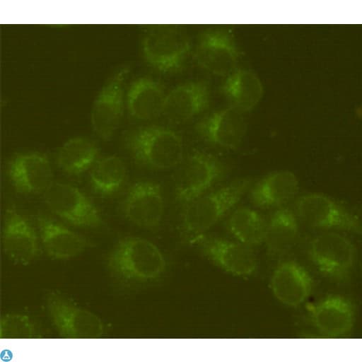 Monoclonal Mouse anti-Human HSPA5 / GRP78 / BiP Antibody (WB)