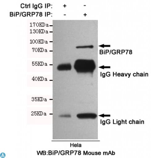 Monoclonal Mouse anti-Human HSPA5 / GRP78 / BiP Antibody (WB)