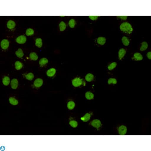 Monoclonal Mouse anti-Human CHD3 Antibody (WB)