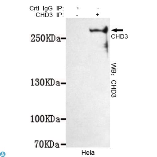 Monoclonal Mouse anti-Human CHD3 Antibody (WB)
