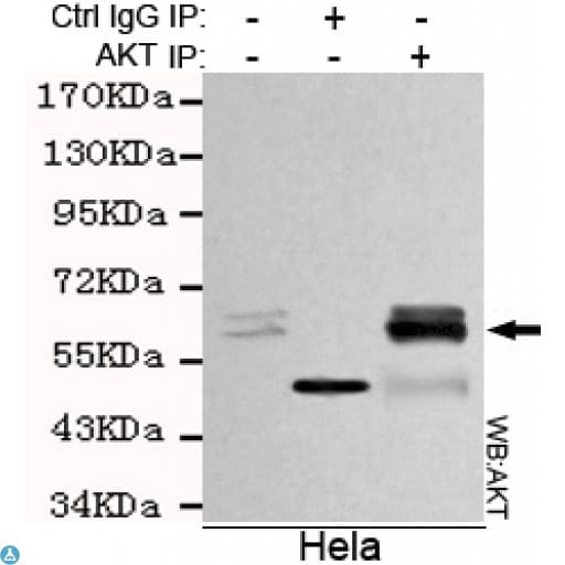 Monoclonal Mouse anti-Human AKT1 Antibody (WB)