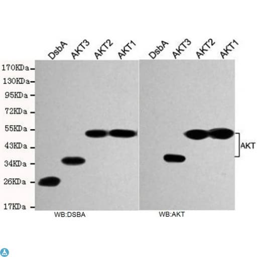 Monoclonal Mouse anti-Human AKT1 Antibody (WB)