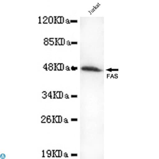 Monoclonal Mouse anti-Human CD95 / FAS Antibody (WB)