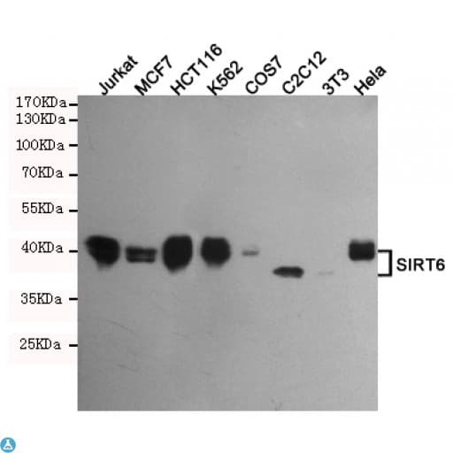 Monoclonal Mouse anti-Human SIRT6 / Sirtuin 6 Antibody (WB)