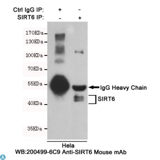 Monoclonal Mouse anti-Human SIRT6 / Sirtuin 6 Antibody (WB)