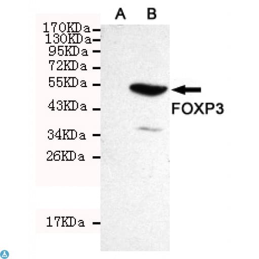 Monoclonal Mouse anti-Human FOXP3 Antibody (WB)