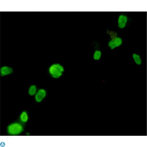 Monoclonal Mouse anti-Human FOXP3 Antibody (WB)