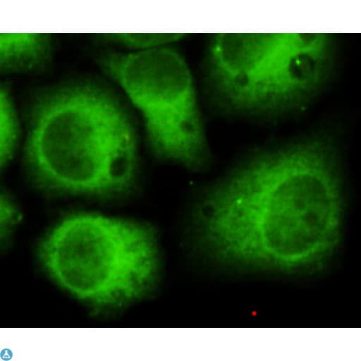 Monoclonal Mouse anti-Human CDK5 Antibody (WB)