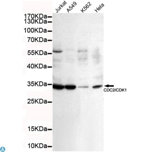 Monoclonal Mouse anti-Human CDK1 / CDC2 Antibody (WB)