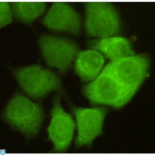 Monoclonal Mouse anti-Human CDK1 / CDC2 Antibody (WB)
