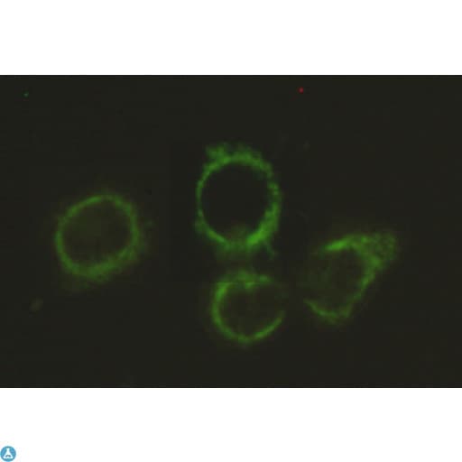 Anti-Pyruvate Dehydrogenase E2 antibody Antibody