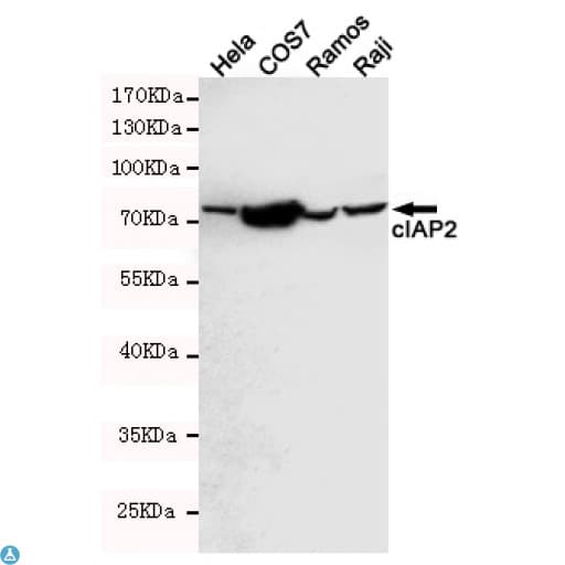 Monoclonal Mouse anti-Human BIRC3 / cIAP2 Antibody (WB)