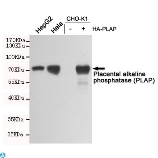 Monoclonal Mouse anti-Human PLAP / Alkaline Phosphatase Antibody (WB)