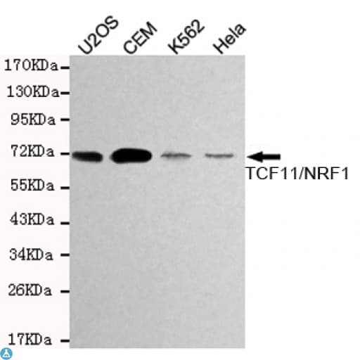 Monoclonal Mouse anti-Human NRF1 / NRF-1 Antibody (WB)