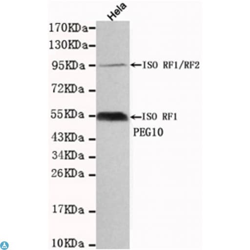 Monoclonal Mouse anti-Human EDR / PEG10 Antibody (WB)