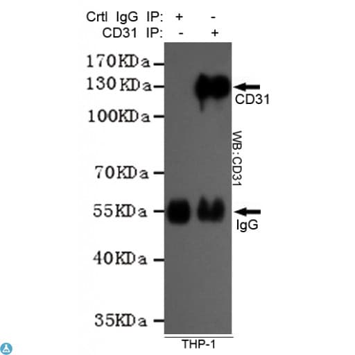 PECAM-1 / CD31 Antibody