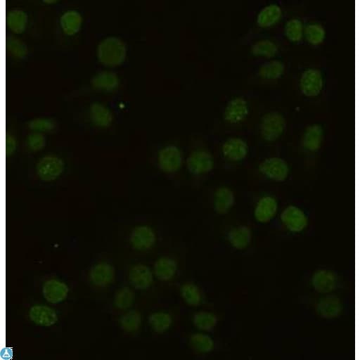 Monoclonal Mouse anti-Human PCNA Antibody (WB)