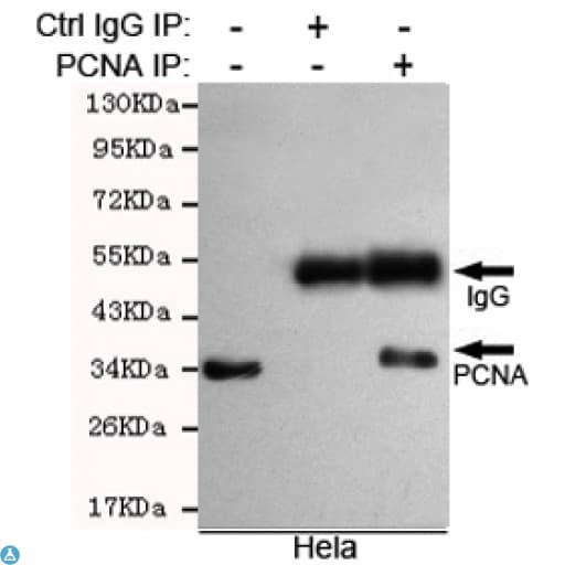 Monoclonal Mouse anti-Human PCNA Antibody (WB)