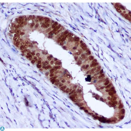 Monoclonal Mouse anti-Human PCNA Antibody (WB)