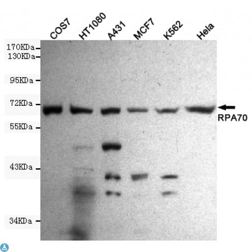 Monoclonal Mouse anti-Human RPA70 / RPA1 Antibody (WB)