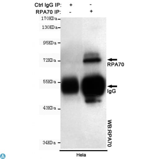 Monoclonal Mouse anti-Human RPA70 / RPA1 Antibody (WB)
