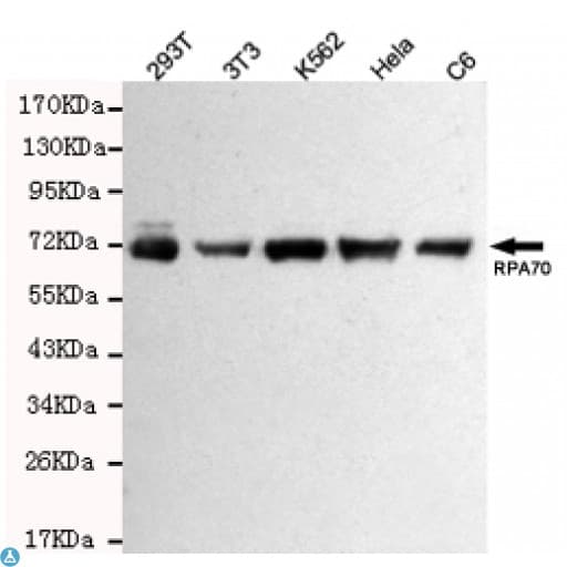Monoclonal Mouse anti-Human RPA70 / RPA1 Antibody (WB)