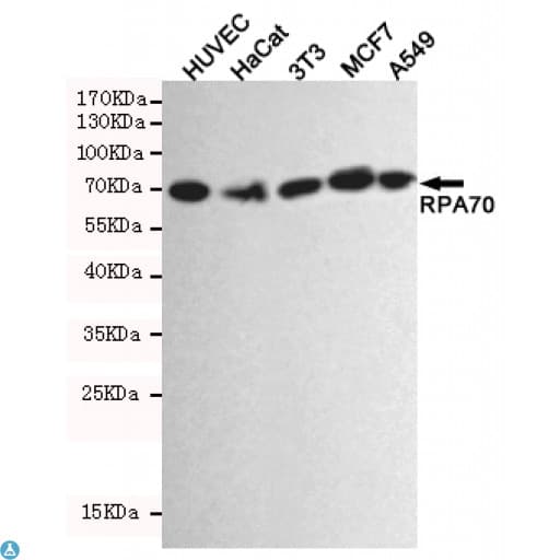 Monoclonal Mouse anti-Human RPA70 / RPA1 Antibody (WB)