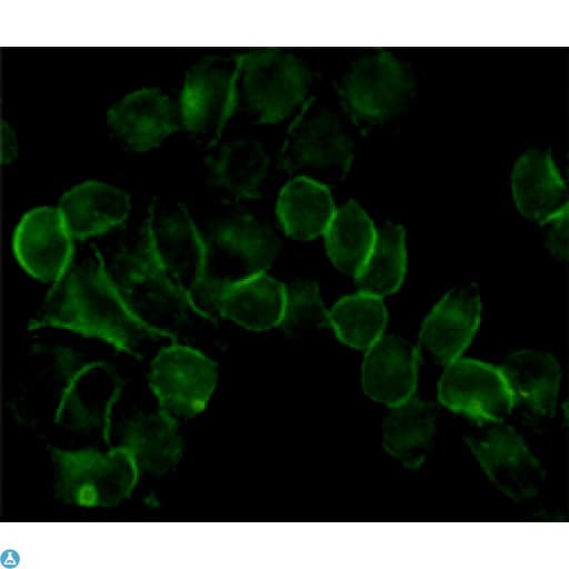 Monoclonal Mouse anti-Human EGFR Antibody (WB)