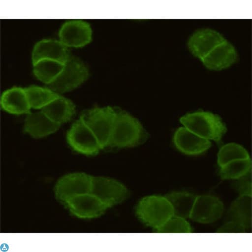 Monoclonal Mouse anti-Human EGFR Antibody (WB)