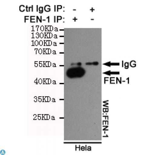 Monoclonal Mouse anti-Human FEN1 Antibody (WB)