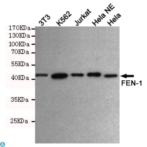 Monoclonal Mouse anti-Human FEN1 Antibody (WB)