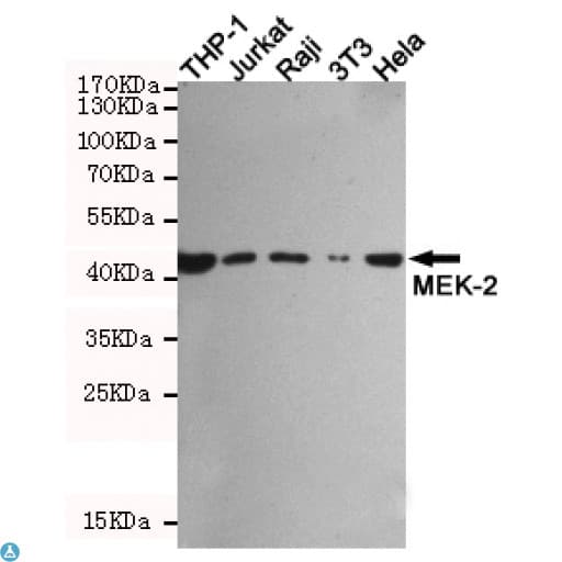 Mouse Anti-Rabbit IgG Secondary Antibody