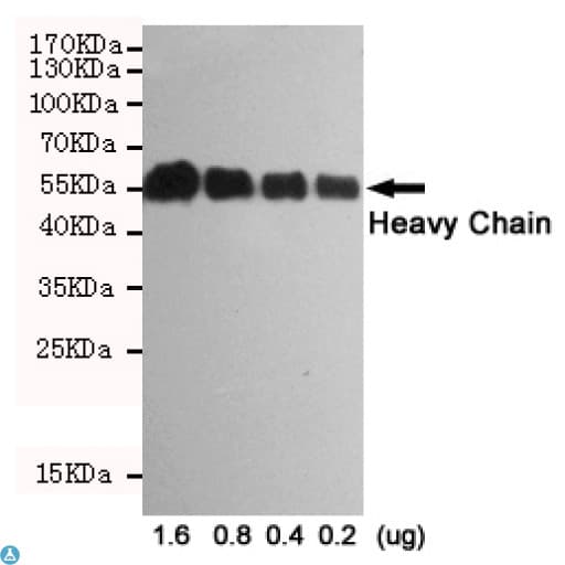 Mouse Anti-Rabbit IgG Secondary Antibody