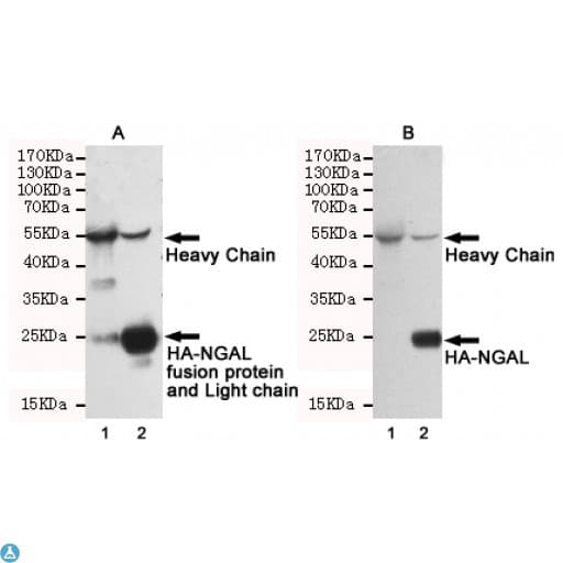 Mouse Anti-Rabbit IgG Secondary Antibody