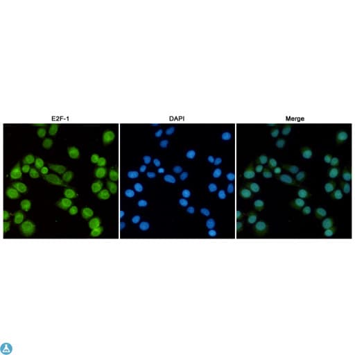 Monoclonal Mouse anti-Human E2F1 Antibody (WB)