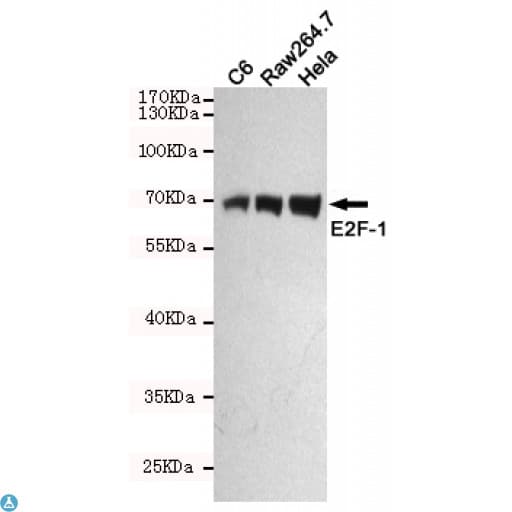 Monoclonal Mouse anti-Human E2F1 Antibody (WB)