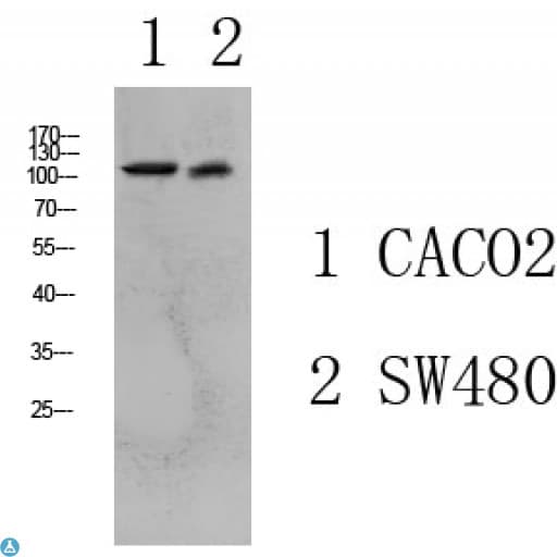 Collagen I Antibody
