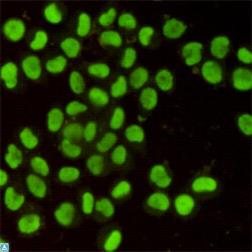 Monoclonal Mouse anti-Human XRCC5 / Ku80 Antibody (WB)