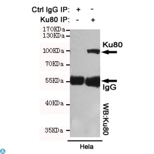 Monoclonal Mouse anti-Human XRCC5 / Ku80 Antibody (WB)