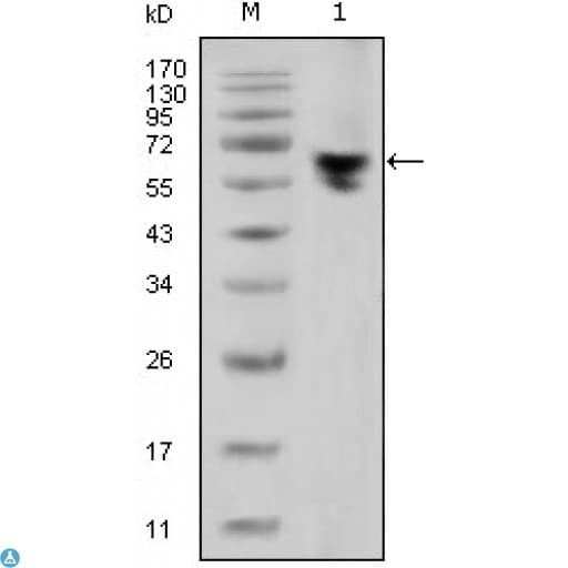 Mouse Anti-Human IgG Fc Secondary Antibody